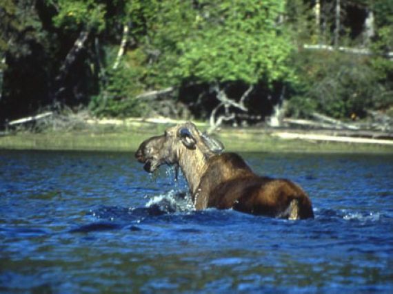 canada018.